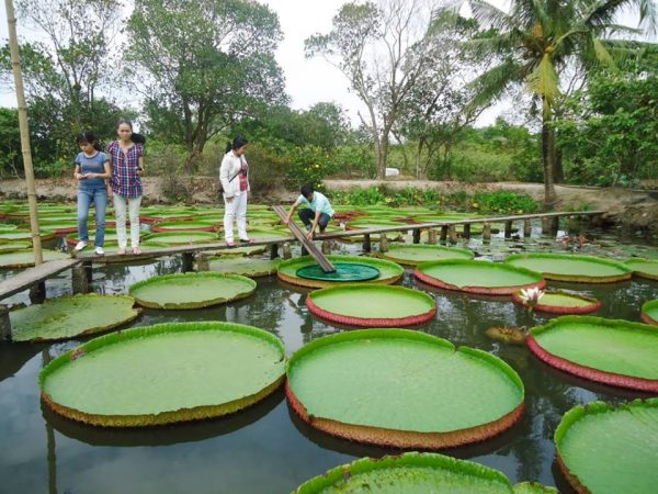 Cần có cầu và miếng nhôm để bạn ngồi vững trên lá sen