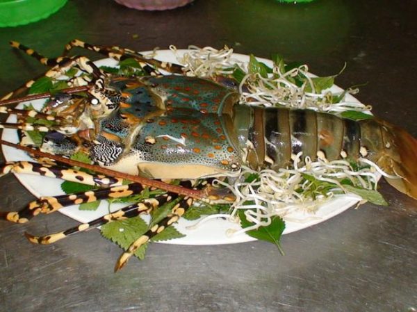 Lạ lùng món tiết canh tôm hùm Long Hải – đặc sản vùng biển Vũng Tàu tiet canh tom hum long hai 6 600x449 - Lạ lùng món tiết canh tôm hùm Long Hải – đặc sản vùng biển Vũng Tàu